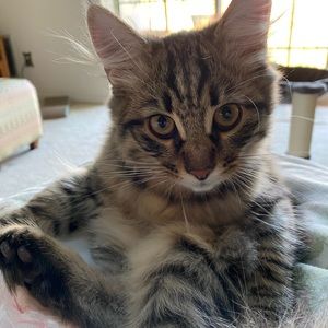 Meet your Posher, Cara